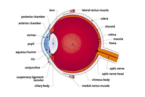 Eye Anatomy- Eye Anatomy Picture
