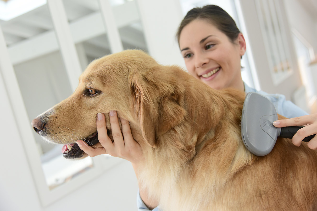 woman brushing golden retriever